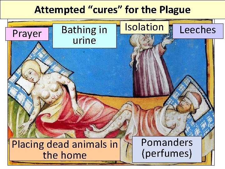 Attempted “cures” for the Plague Prayer Bathing in urine Placing dead animals in the