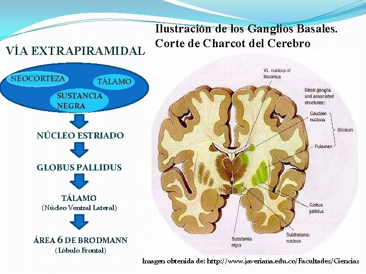 VÍA EXTRAPIRAMIDAL NEOCORTEZA Ilustración de los Ganglios Basales. Corte de Charcot del Cerebro TÁLAMO