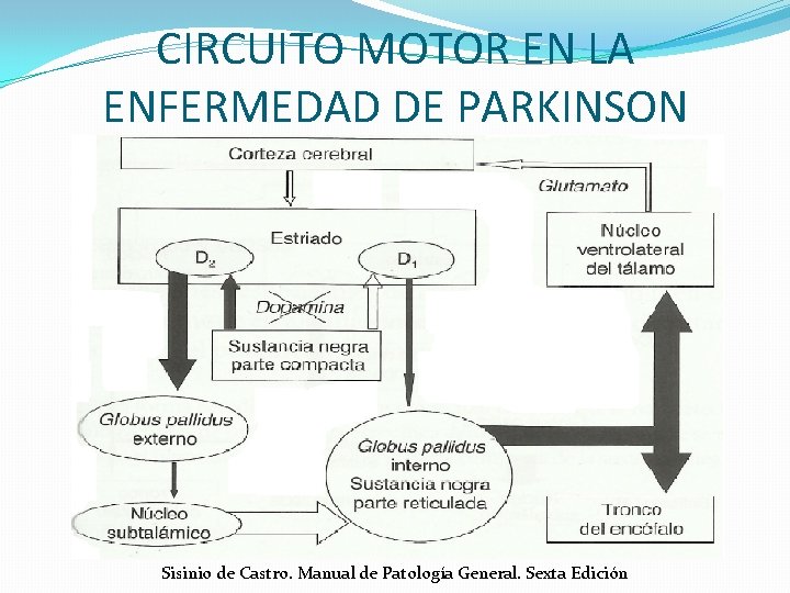 CIRCUITO MOTOR EN LA ENFERMEDAD DE PARKINSON Sisinio de Castro. Manual de Patología General.