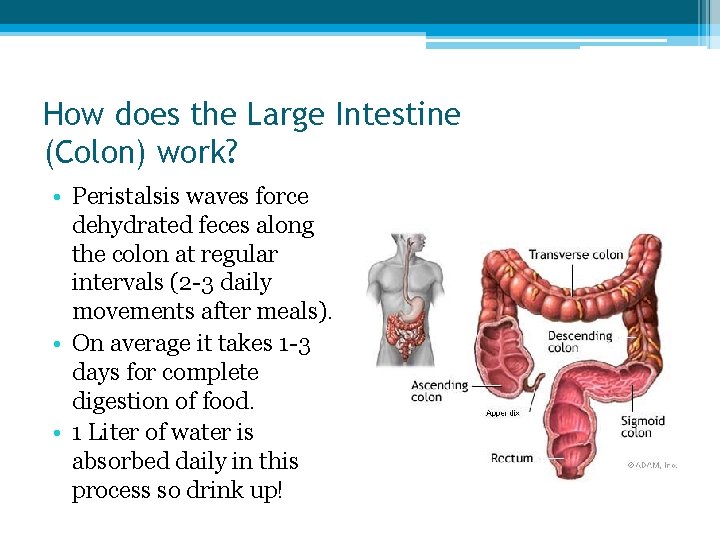 How does the Large Intestine (Colon) work? • Peristalsis waves force dehydrated feces along