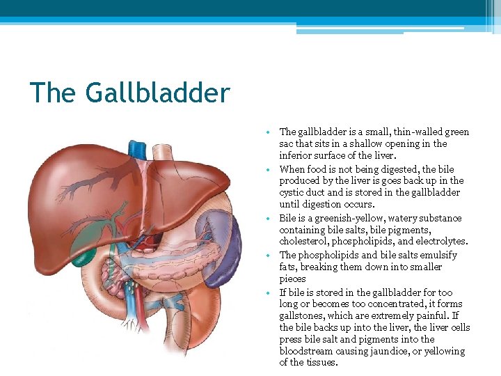 The Gallbladder • The gallbladder is a small, thin-walled green sac that sits in