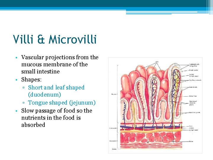 Villi & Microvilli • Vascular projections from the mucous membrane of the small intestine