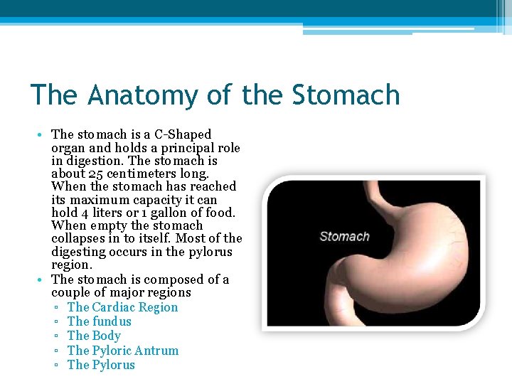 The Anatomy of the Stomach • The stomach is a C-Shaped organ and holds