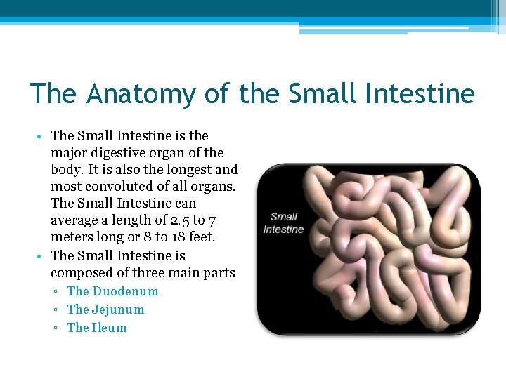 The Anatomy of the Small Intestine • The Small Intestine is the major digestive