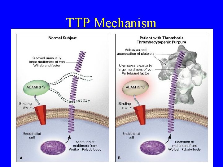 TTP Mechanism 