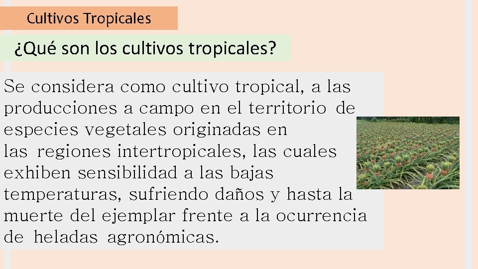 Cultivos Tropicales ¿Qué son los cultivos tropicales? Se considera como cultivo tropical, a las