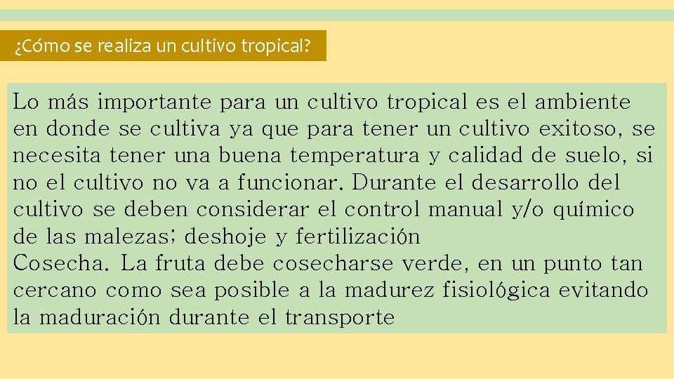 ¿Cómo se realiza un cultivo tropical? Lo más importante para un cultivo tropical es