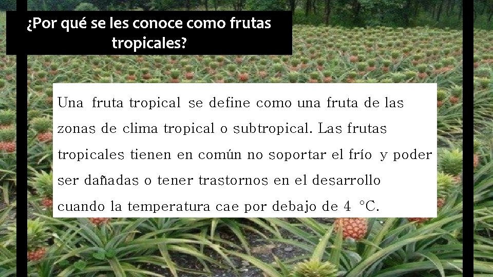 ¿Por qué se les conoce como frutas tropicales? Una fruta tropical se define como