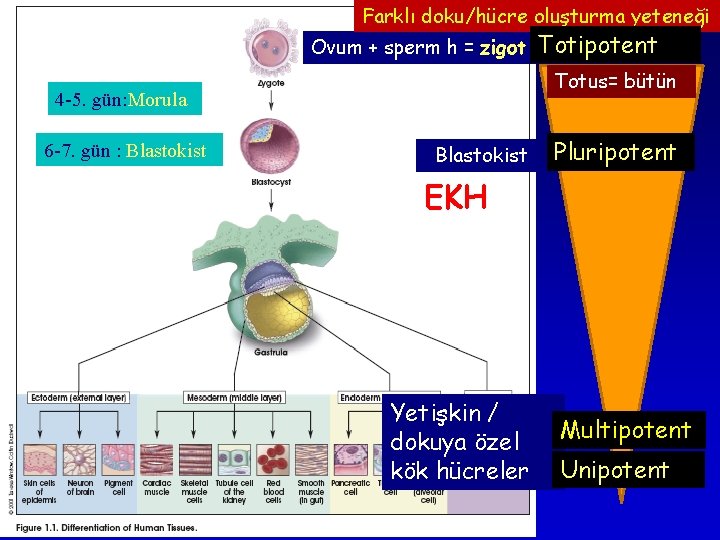 Farklı doku/hücre oluşturma yeteneği Ovum + sperm h = zigot Totus= bütün 4 -5. Farklı doku/hücre oluşturma yeteneği Ovum + sperm h = zigot Totus= bütün 4 -5.