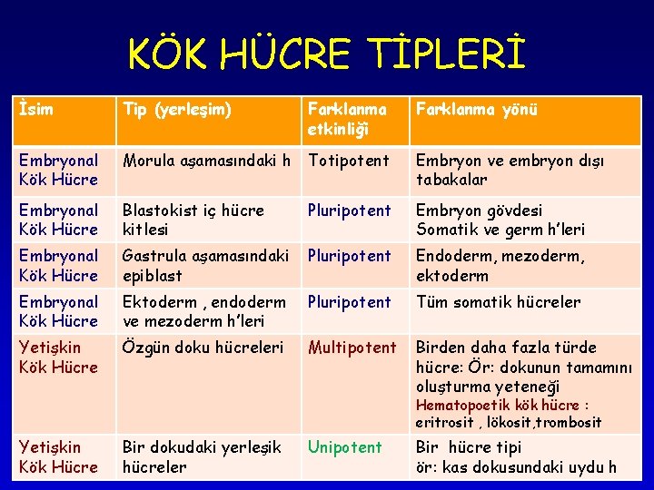 KÖK HÜCRE TİPLERİ İsim Tip (yerleşim) Farklanma etkinliği Farklanma yönü Embryonal Kök Hücre Morula KÖK HÜCRE TİPLERİ İsim Tip (yerleşim) Farklanma etkinliği Farklanma yönü Embryonal Kök Hücre Morula