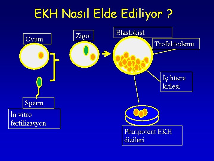 EKH Nasıl Elde Ediliyor ? Ovum Zigot Blastokist Trofektoderm İç hücre kitlesi Sperm İn EKH Nasıl Elde Ediliyor ? Ovum Zigot Blastokist Trofektoderm İç hücre kitlesi Sperm İn