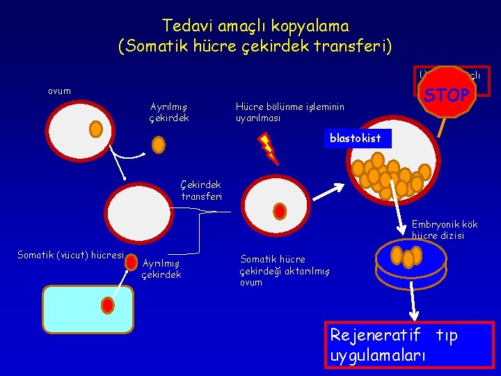 Tedavi amaçlı kopyalama (Somatik hücre çekirdek transferi) Üreme amaçlı kopyalama ovum Ayrılmış çekirdek Hücre Tedavi amaçlı kopyalama (Somatik hücre çekirdek transferi) Üreme amaçlı kopyalama ovum Ayrılmış çekirdek Hücre
