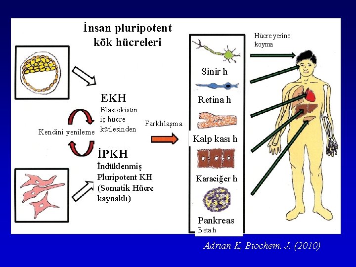 İnsan pluripotent kök hücreleri Hücre yerine koyma Sinir h EKH Blastokistin iç hücre Farklılaşma İnsan pluripotent kök hücreleri Hücre yerine koyma Sinir h EKH Blastokistin iç hücre Farklılaşma