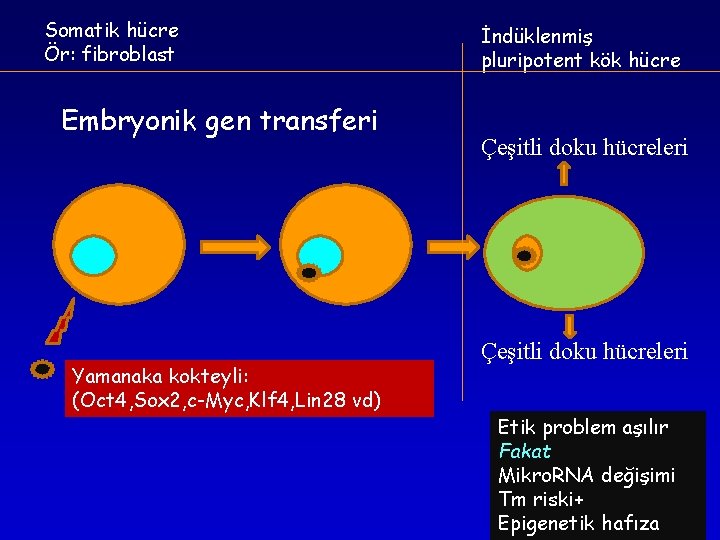 Somatik hücre Ör: fibroblast Embryonik gen transferi Yamanaka kokteyli: (Oct 4, Sox 2, c-Myc, Somatik hücre Ör: fibroblast Embryonik gen transferi Yamanaka kokteyli: (Oct 4, Sox 2, c-Myc,