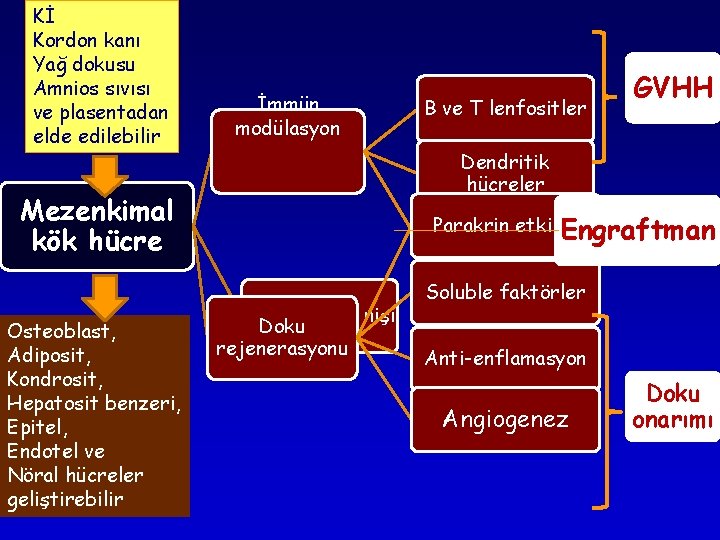 Kİ Kordon kanı Yağ dokusu Amnios sıvısı ve plasentadan elde edilebilir İmmün modülasyon Dendritik Kİ Kordon kanı Yağ dokusu Amnios sıvısı ve plasentadan elde edilebilir İmmün modülasyon Dendritik