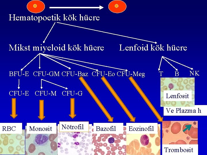 Hematopoetik kök hücre Mikst miyeloid kök hücre Lenfoid kök hücre BFU-E CFU-GM CFU-Baz CFU-Eo Hematopoetik kök hücre Mikst miyeloid kök hücre Lenfoid kök hücre BFU-E CFU-GM CFU-Baz CFU-Eo