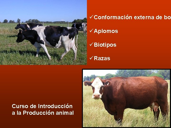 üConformación externa de bov üAplomos üBiotipos üRazas Curso de Introducción a la Producción animal