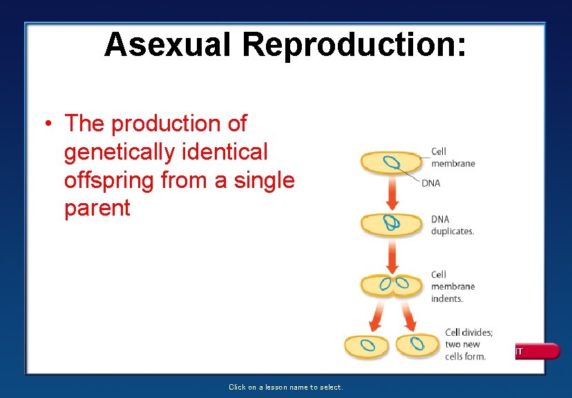 Asexual Reproduction: • The production of genetically identical offspring from a single parent Click
