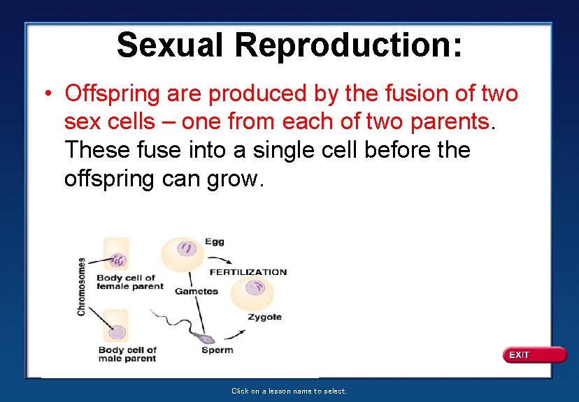 Sexual Reproduction: • Offspring are produced by the fusion of two sex cells –