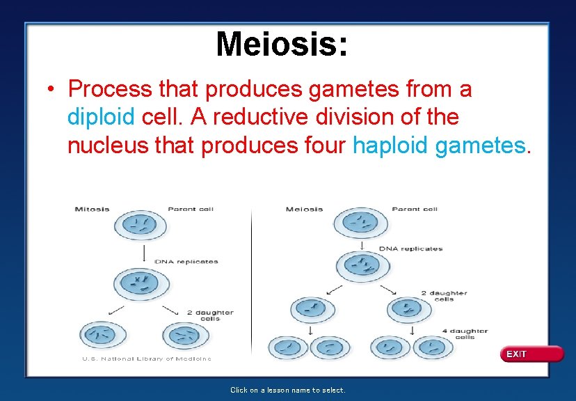 Meiosis: • Process that produces gametes from a diploid cell. A reductive division of