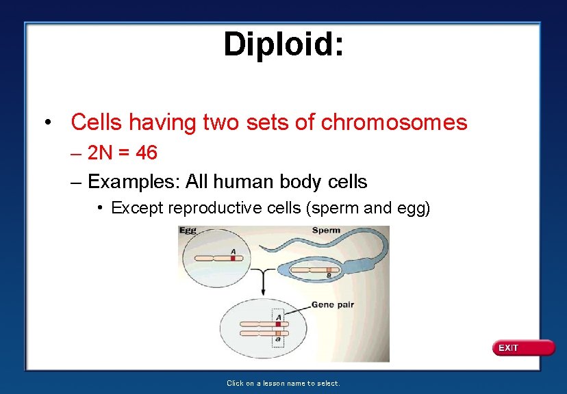 Diploid: • Cells having two sets of chromosomes – 2 N = 46 –