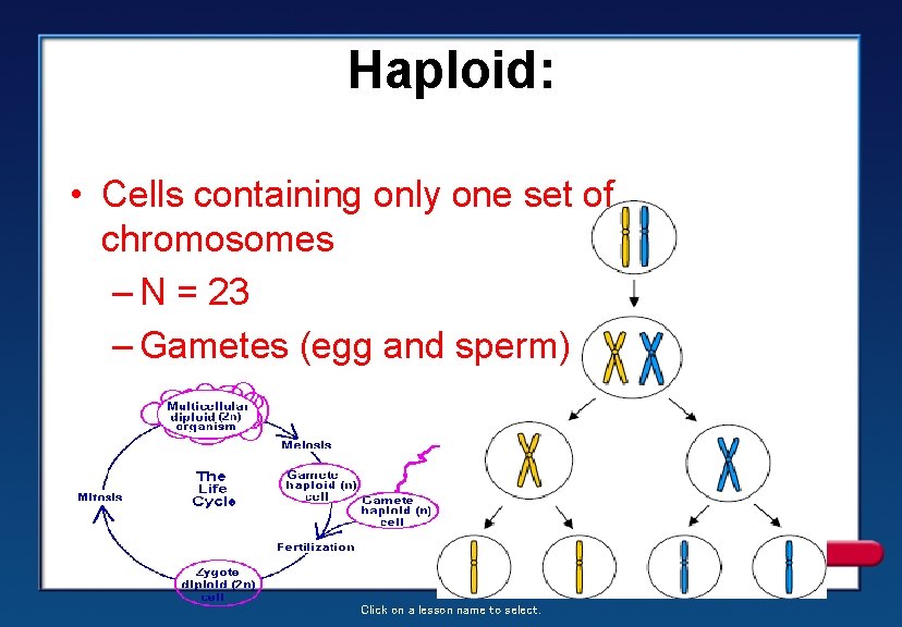 Haploid: • Cells containing only one set of chromosomes – N = 23 –