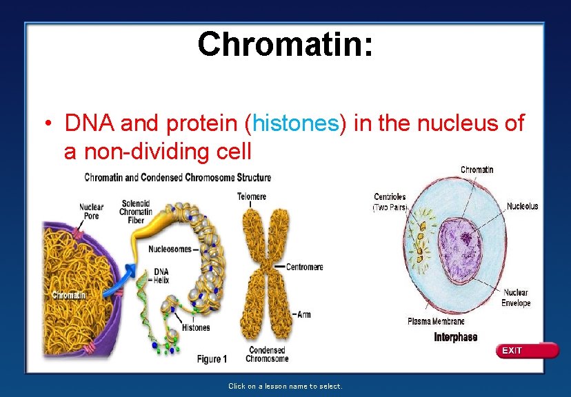 Chromatin: • DNA and protein (histones) in the nucleus of a non-dividing cell Click