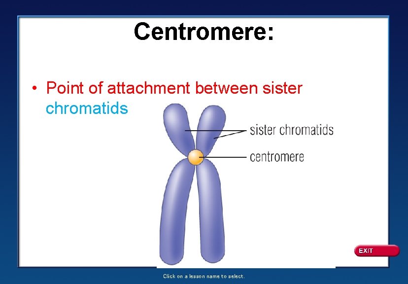 Centromere: • Point of attachment between sister chromatids Click on a lesson name to