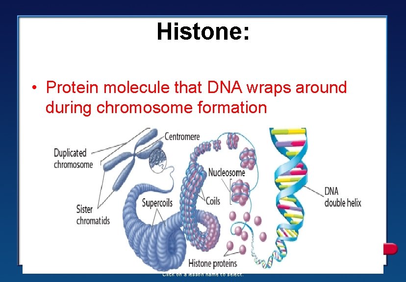 Histone: • Protein molecule that DNA wraps around during chromosome formation Click on a