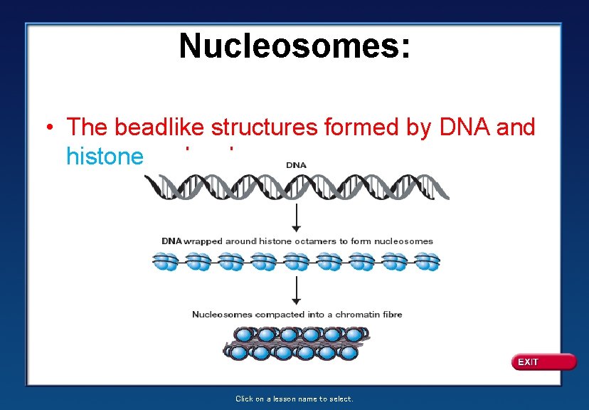 Nucleosomes: • The beadlike structures formed by DNA and histone molecules Click on a