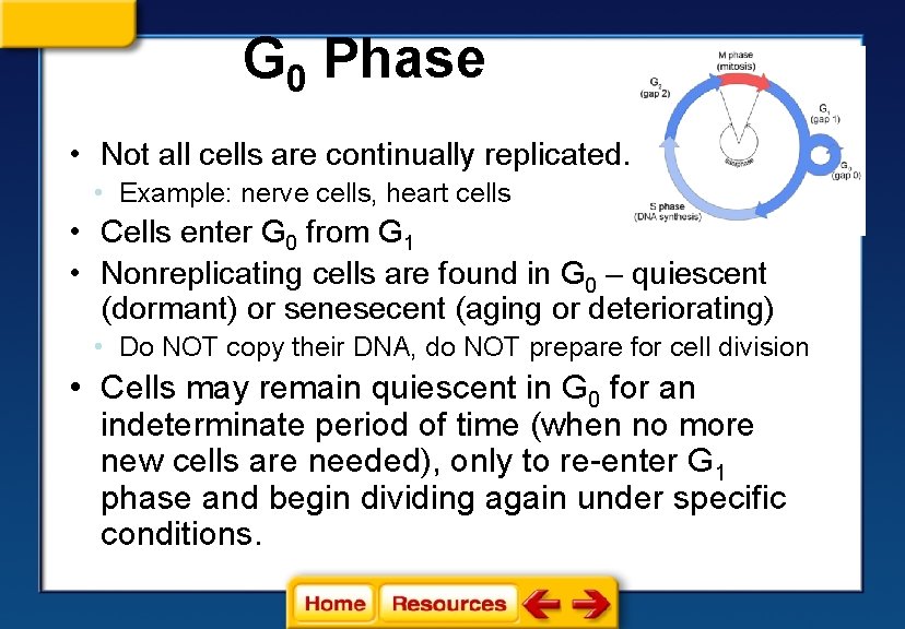 G 0 Phase • Not all cells are continually replicated. • Example: nerve cells,