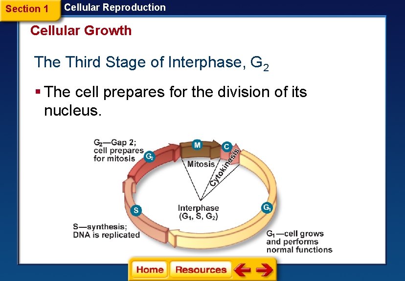 Section 1 Cellular Reproduction Cellular Growth The Third Stage of Interphase, G 2 §