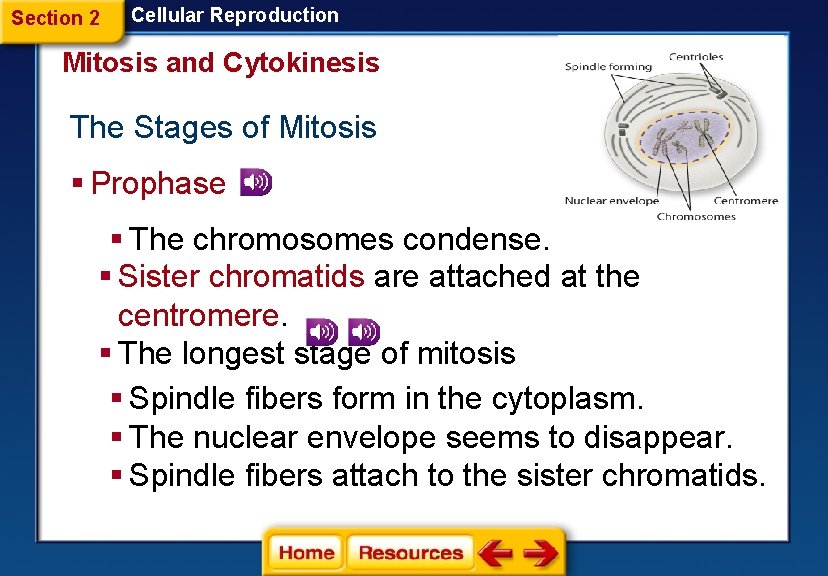 Section 2 Cellular Reproduction Mitosis and Cytokinesis The Stages of Mitosis § Prophase §