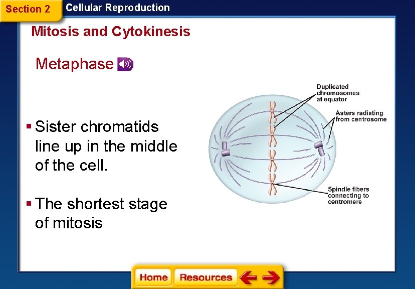 Section 2 Cellular Reproduction Mitosis and Cytokinesis Metaphase § Sister chromatids line up in