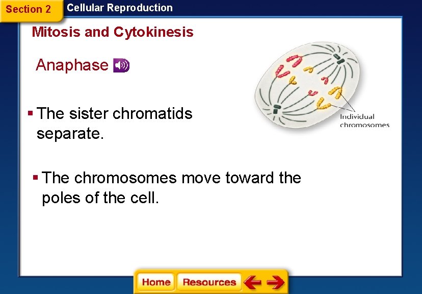 Section 2 Cellular Reproduction Mitosis and Cytokinesis Anaphase § The sister chromatids separate. §