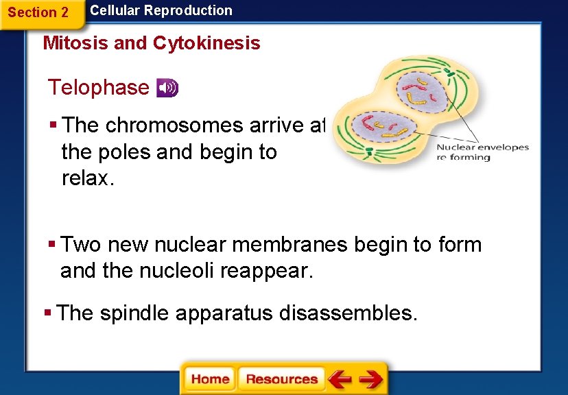 Section 2 Cellular Reproduction Mitosis and Cytokinesis Telophase § The chromosomes arrive at the