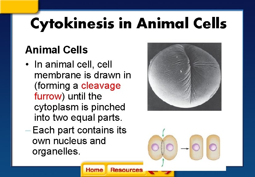 Cytokinesis in Animal Cells • In animal cell, cell membrane is drawn in (forming