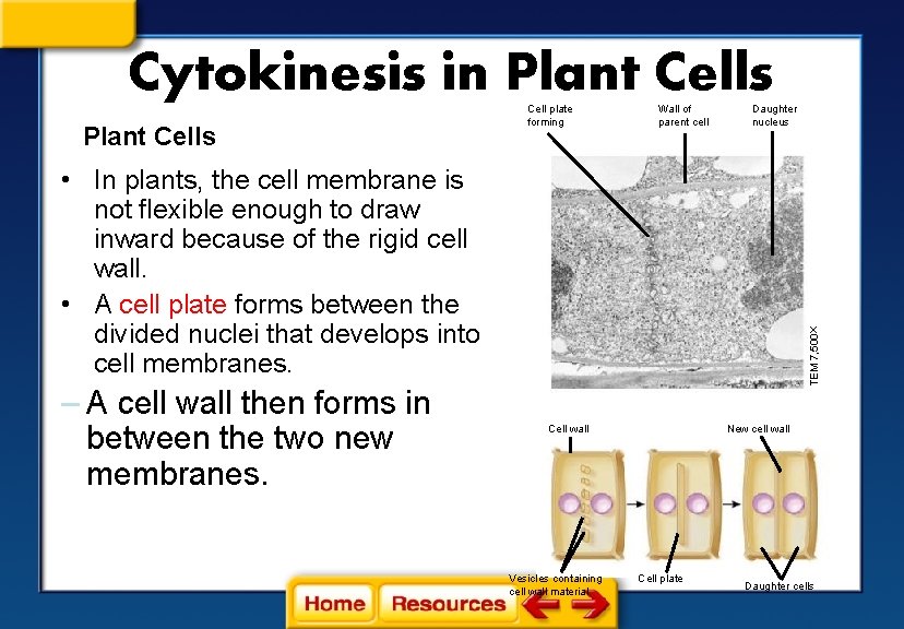 Cytokinesis in Plant Cells Cell plate forming Wall of parent cell Daughter nucleus –