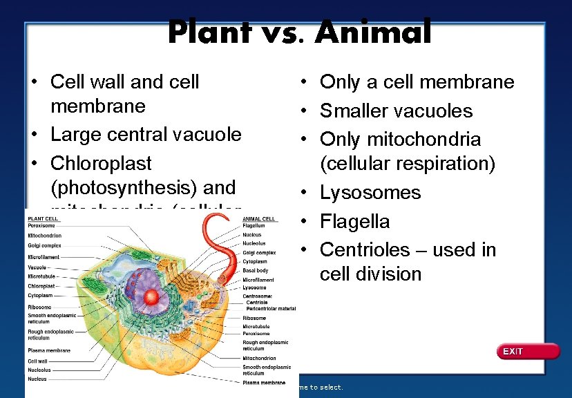 Plant vs. Animal • Cell wall and cell membrane • Large central vacuole •