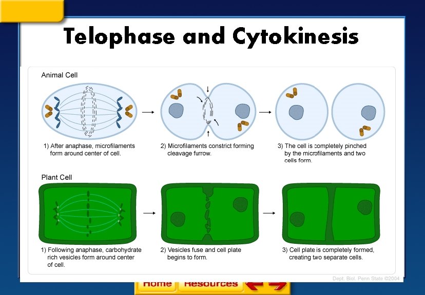 Telophase and Cytokinesis 