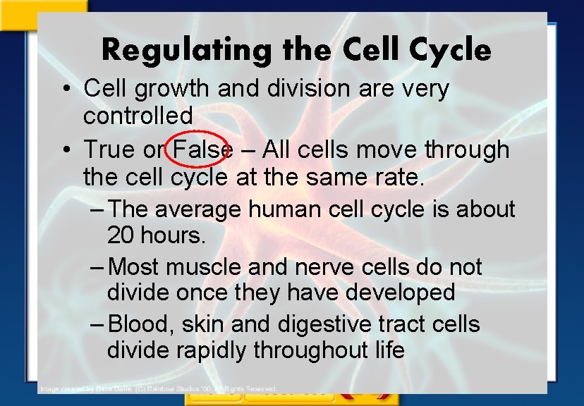Regulating the Cell Cycle • Cell growth and division are very controlled • True
