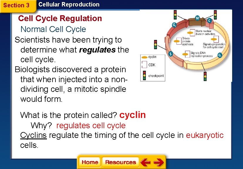 Section 3 Cellular Reproduction Cell Cycle Regulation Normal Cell Cycle Scientists have been trying