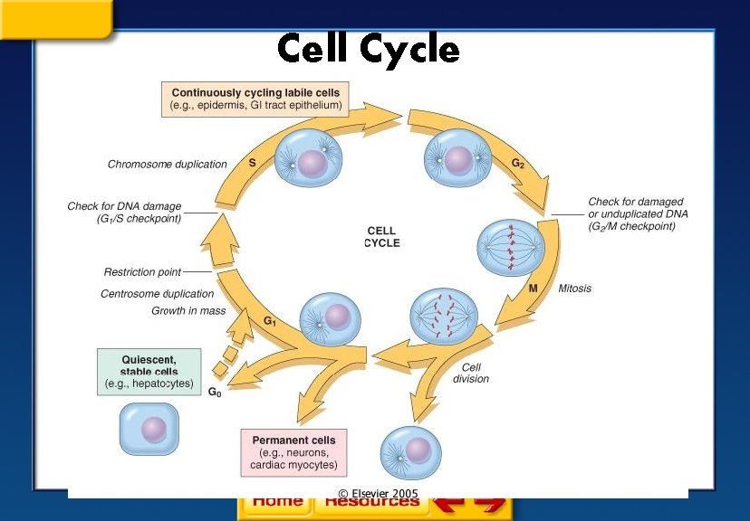 Cell Cycle 