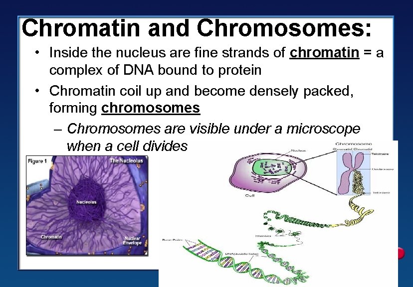 Chromatin and Chromosomes: • Inside the nucleus are fine strands of chromatin = a