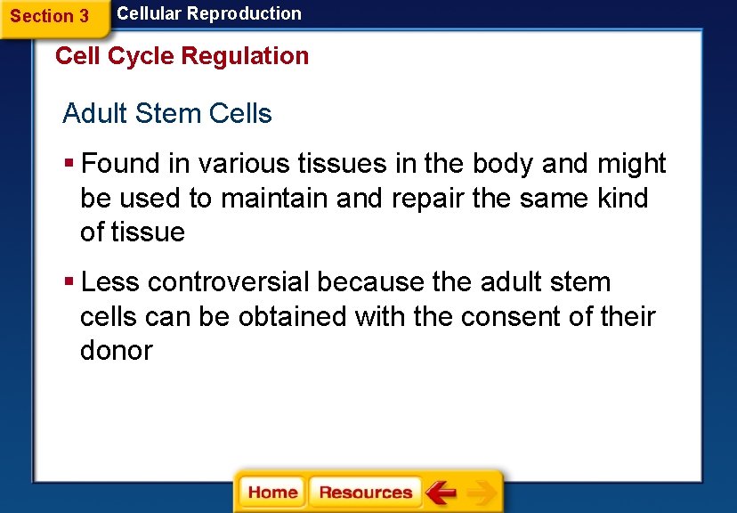 Section 3 Cellular Reproduction Cell Cycle Regulation Adult Stem Cells § Found in various