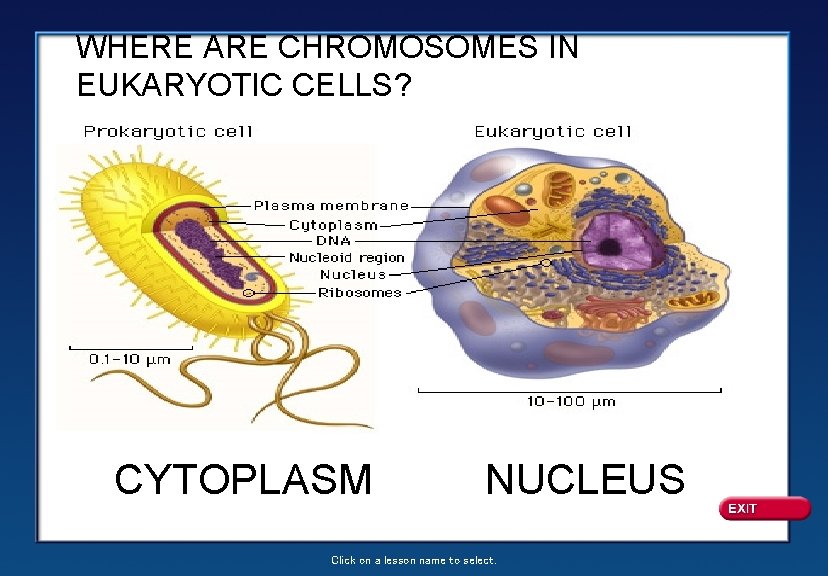 WHERE ARE CHROMOSOMES IN EUKARYOTIC CELLS? CYTOPLASM NUCLEUS Click on a lesson name to