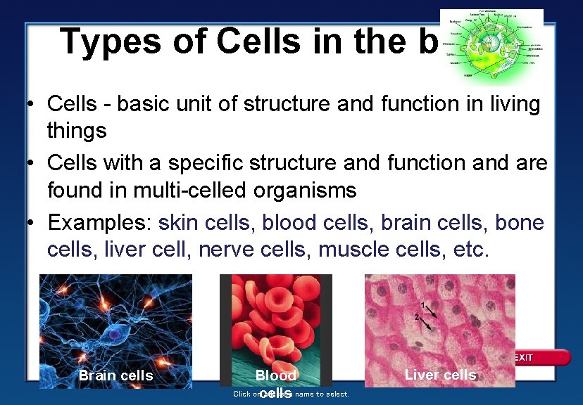 Types of Cells in the body: • Cells - basic unit of structure and