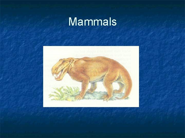 Mammals 