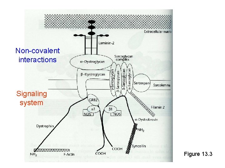 Non-covalent interactions Signaling system Figure 13. 3 