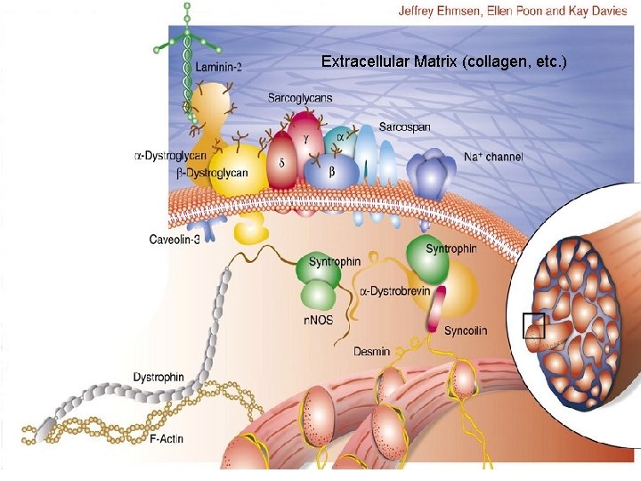 Extracellular Matrix (collagen, etc. ) 